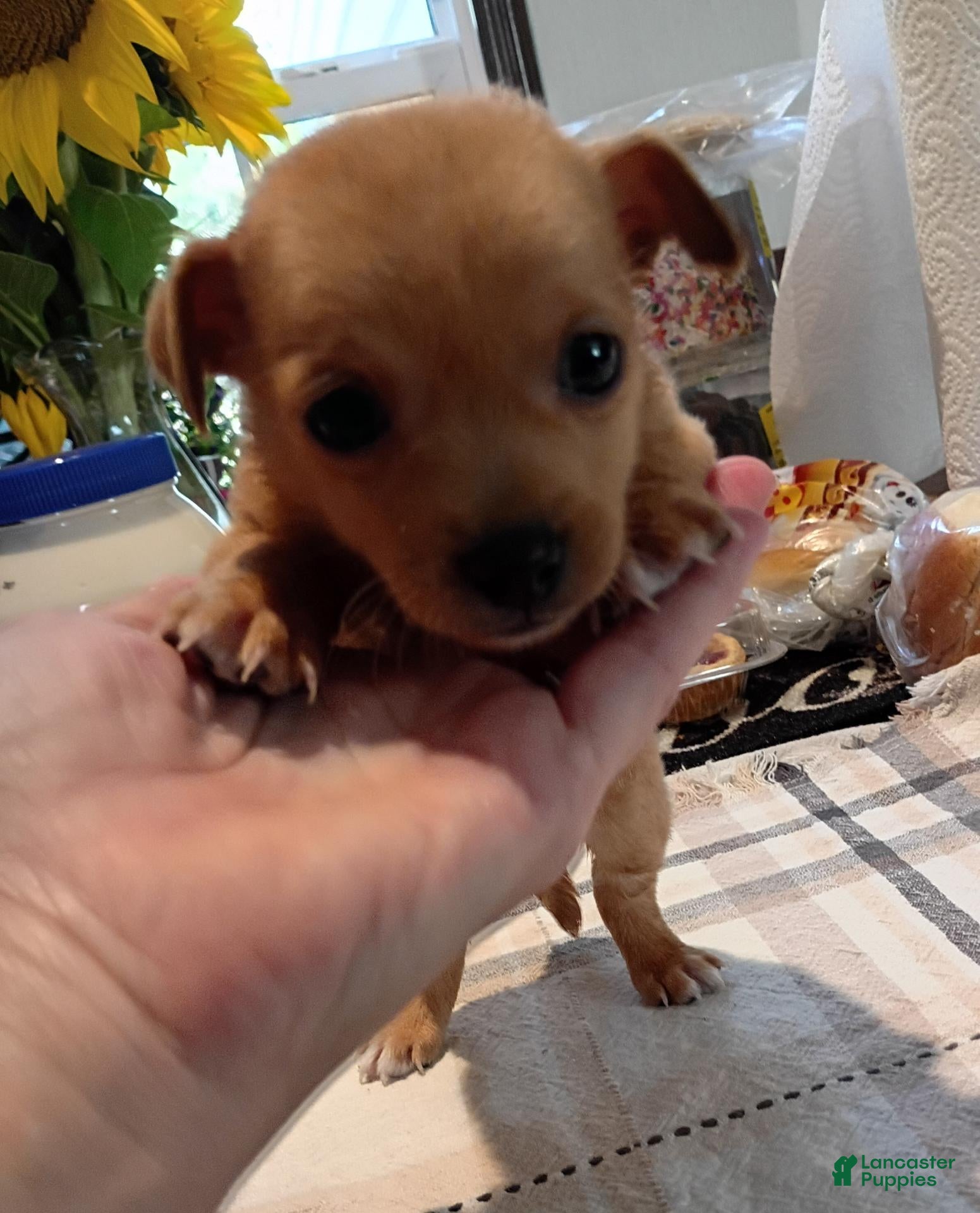 Chihuahua dogs for sale: Teacup Ted - Ad 1
