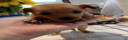 Chihuahua dogs for sale: Teacup Ted - Ad 4