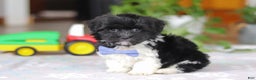 Havanese dogs for sale: Zach - Ad 7