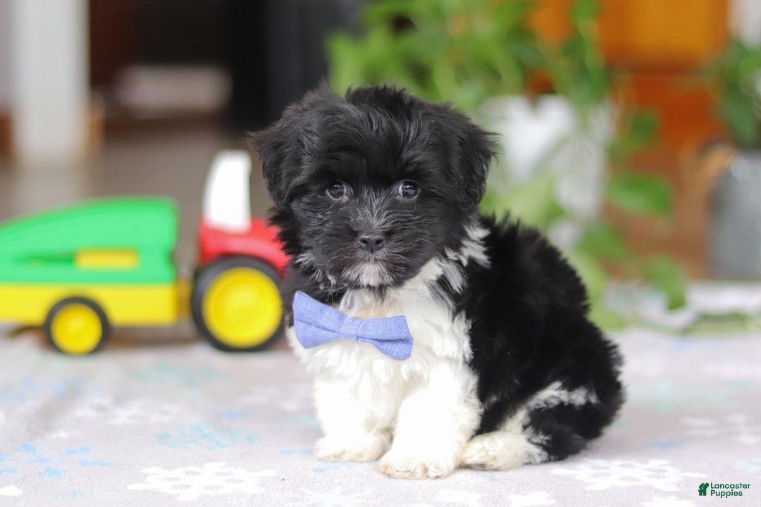 Havanese dogs for sale: Zach - Ad 7