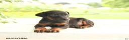 Doberman Pinscher dogs for sale: Arizona - Ad 4