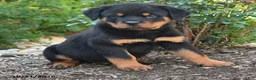Rottweiler dogs for sale: Theo - Ad 3