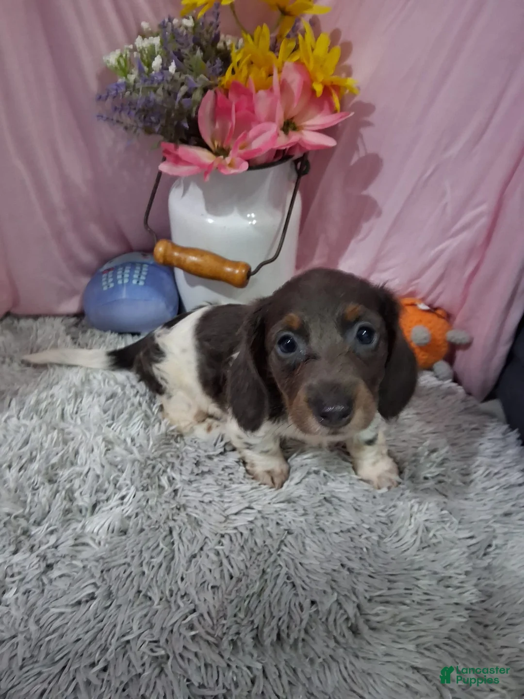 Miniature Dachshund dogs for sale: Miniature Dachshund 1 - Ad 4