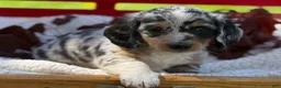 Miniature Dachshund dogs for sale: Beau - Ad 6