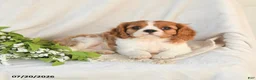 Cavalier King Charles Spaniel dogs for sale: Jasper - Ad 4