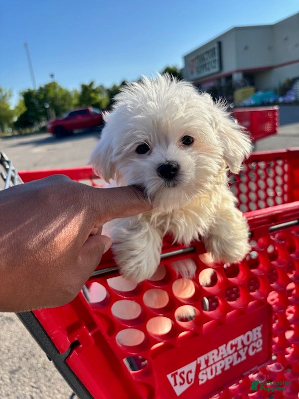 Maltese dogs for sale: Snow_Female - Ad 5
