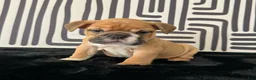 English Bulldog dogs for sale: Nugget - Ad 3