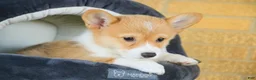 Welsh Corgi Pembroke dogs for sale: Jewel Welsh Corgi Pembroke  - Ad 3