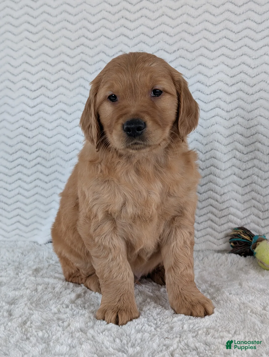 Golden Retriever dogs for sale: Brady - Ad 10