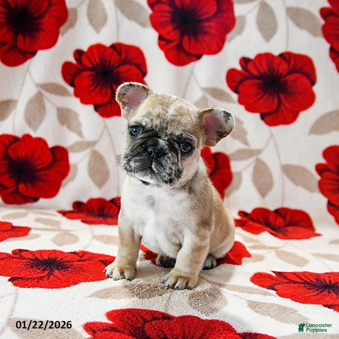 French Bulldog dogs for sale: Banks - Ad 1