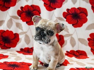 French Bulldog dogs Banks - Ad 2