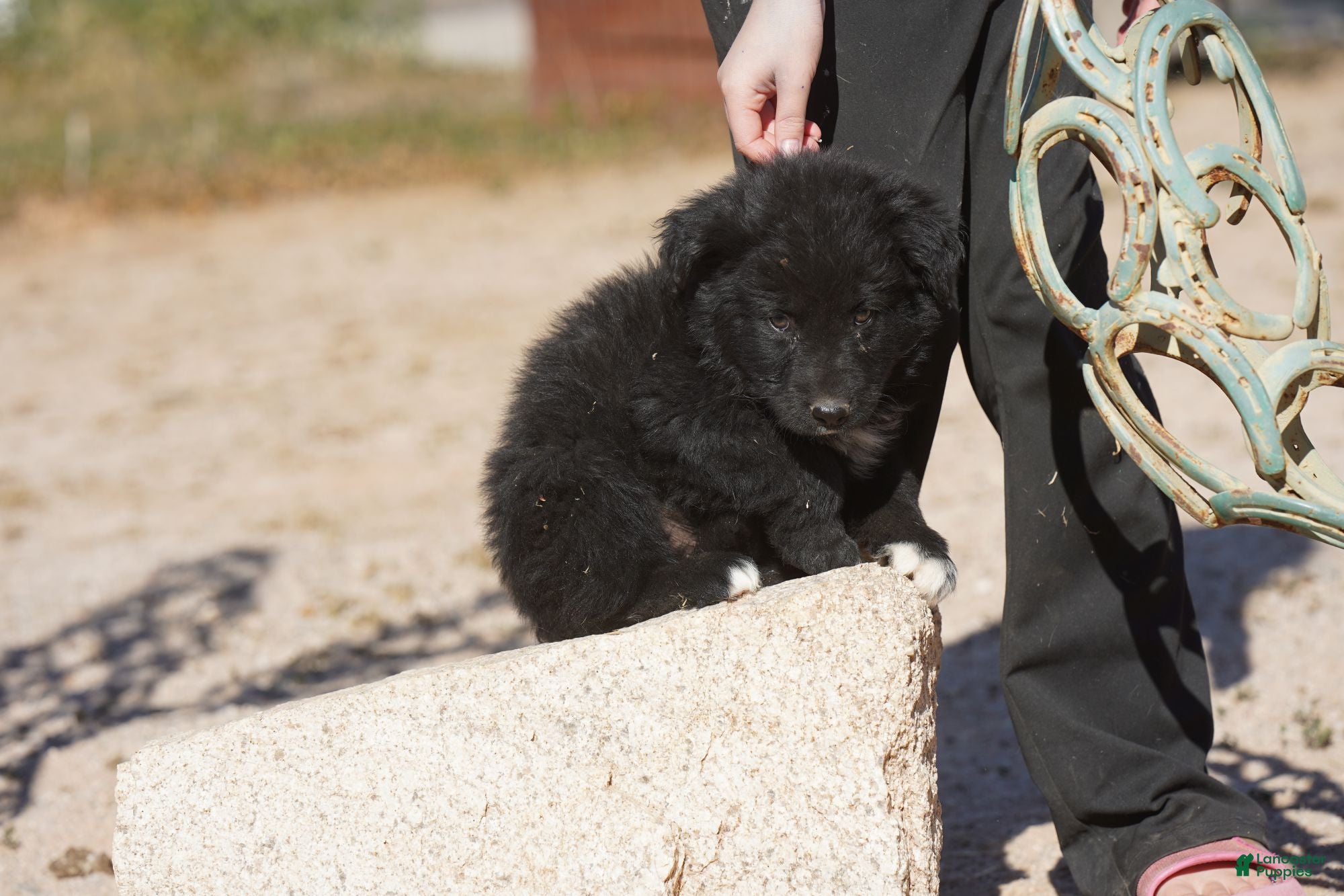 Mixed Breed dogs Toes F Black - Ad 35