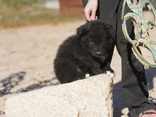 Mixed Breed dogs Toes F Black - Ad 35