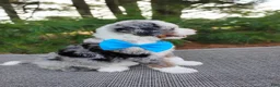 Bernedoodle dogs for sale: Cooper - Ad 6