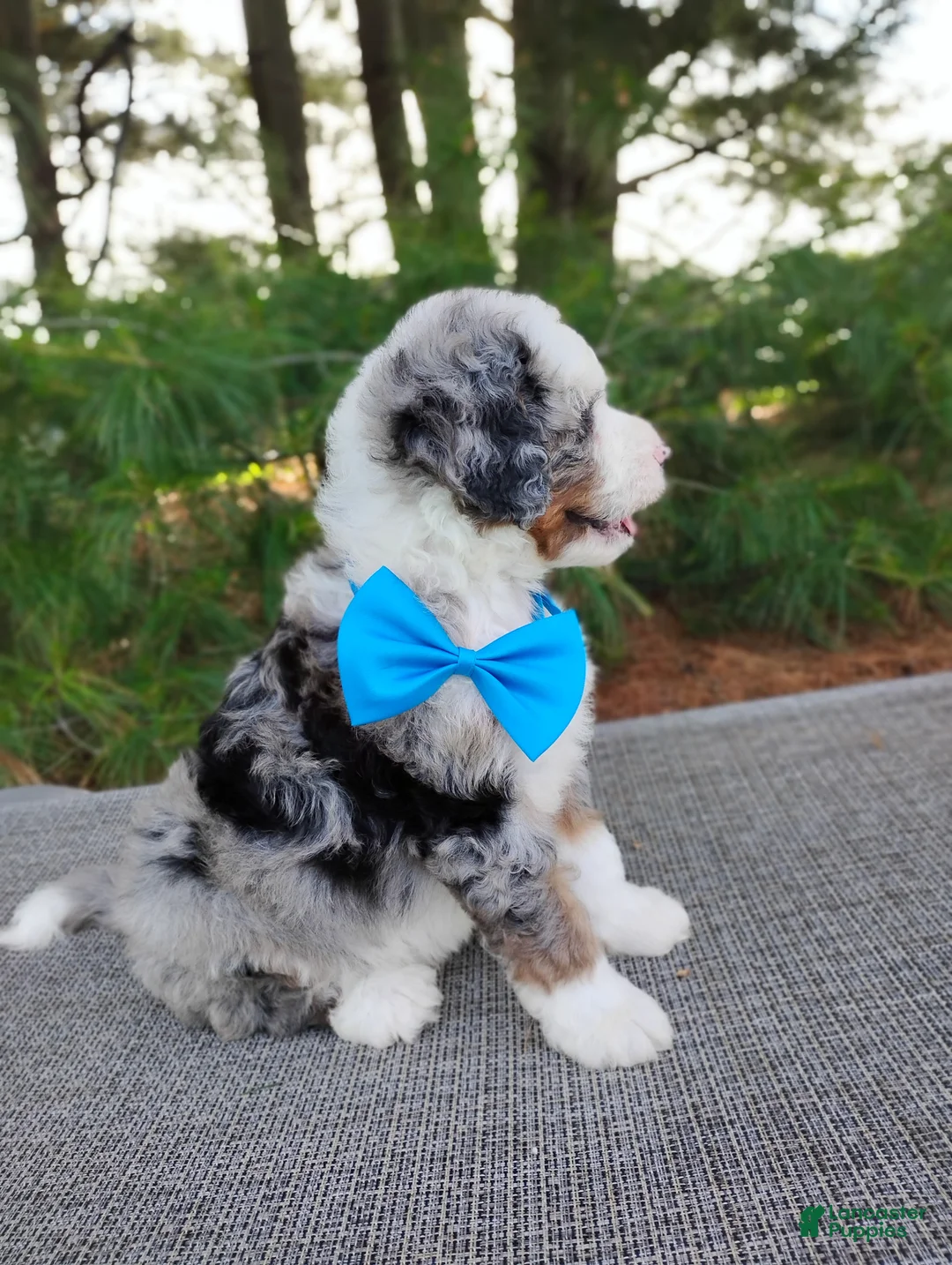 Bernedoodle dogs for sale: Cooper - Ad 6