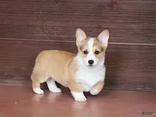 Welsh Corgi Pembroke dogs Valentine Sale. Brady - Ad 33