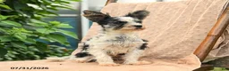 Biewer Terrier dogs for sale: Bud - Ad 5