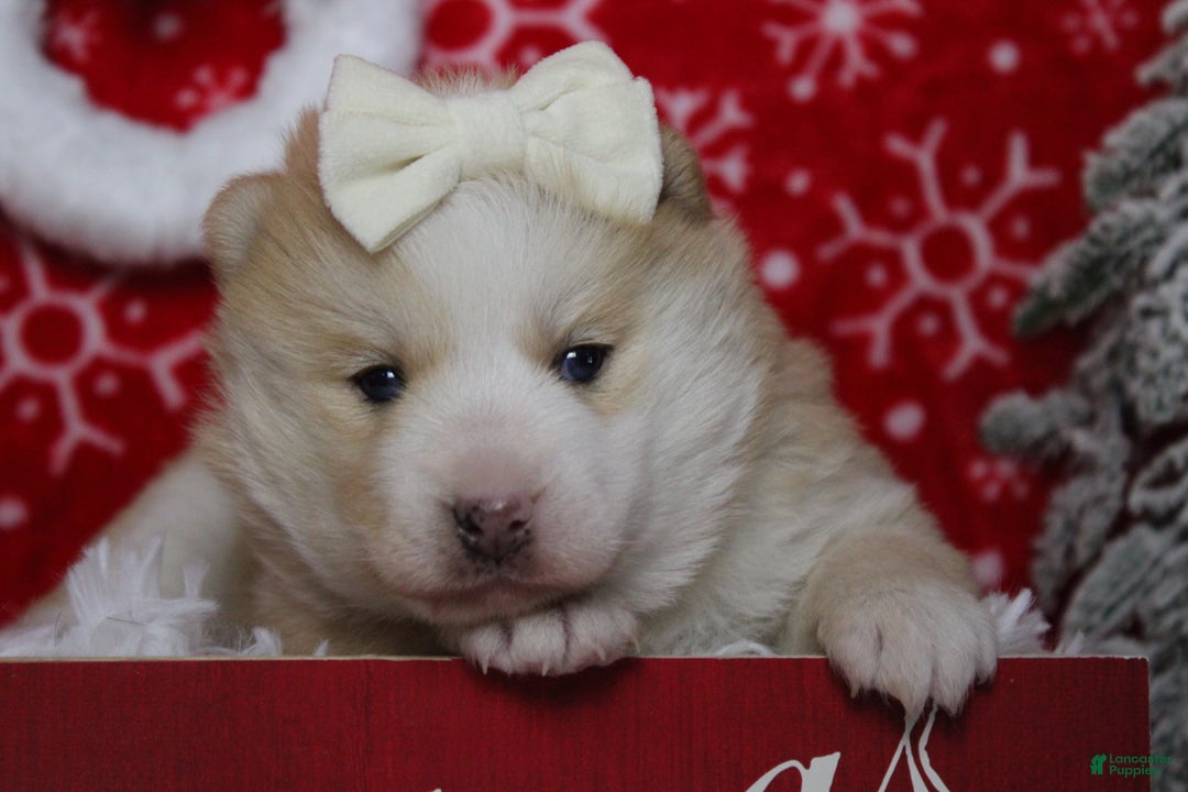 Pomsky dogs for sale: Shasta  - Ad 6