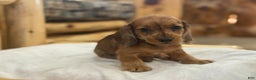 Miniature Dachshund dogs for sale: Pinto - Ad 4