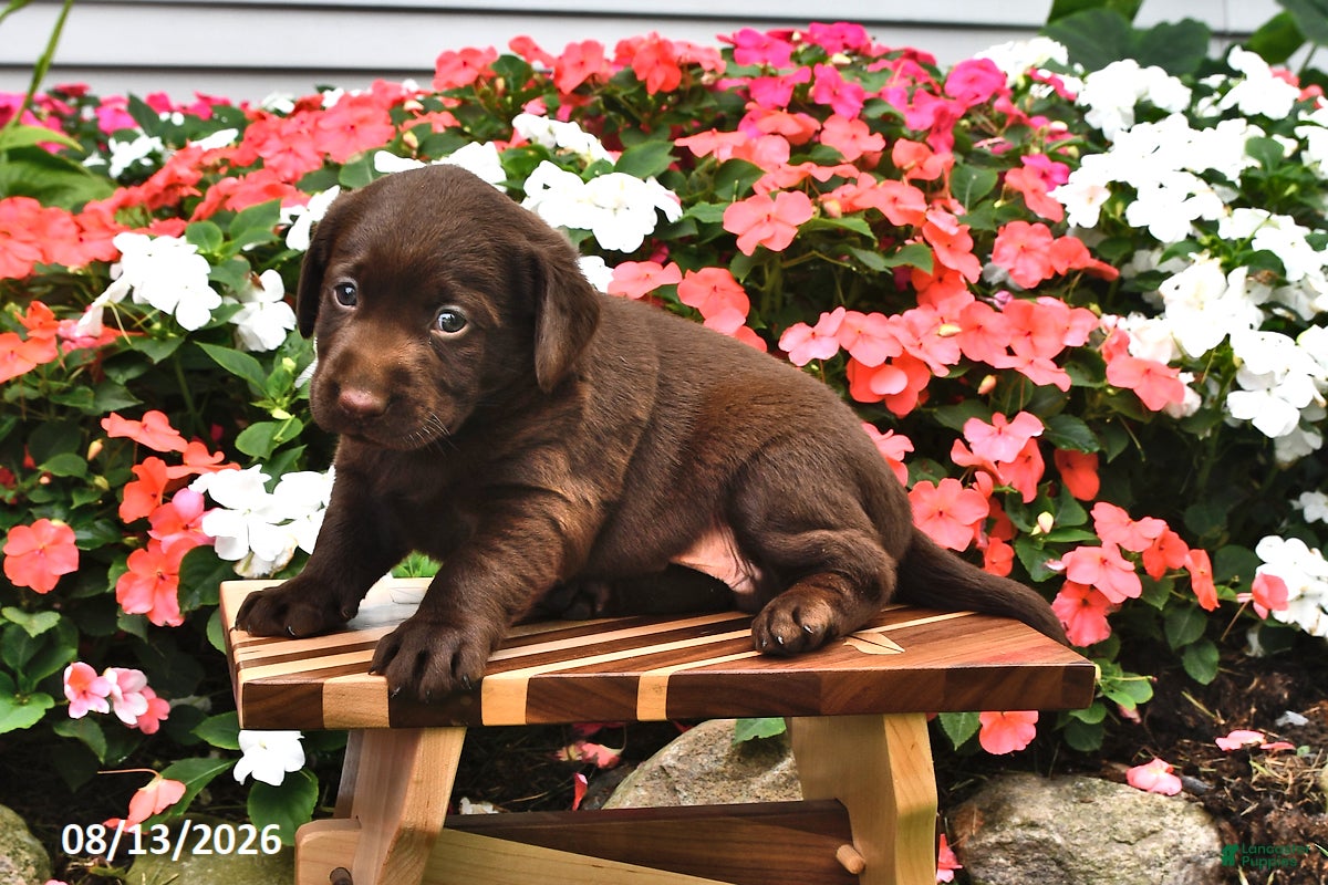 Labrador Retriever dogs August - Ad 2