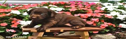 Labrador Retriever dogs for sale: August - Ad 2