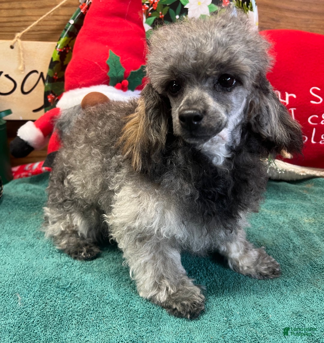 Toy Poodle dogs for sale: Betsie - Ad 2