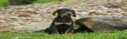 Doberman Pinscher dogs for sale:  Delta (Black Rust) 🖤🐾 - Ad 10
