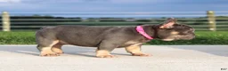 French Bulldog dogs for sale: Porcha - Ad 6