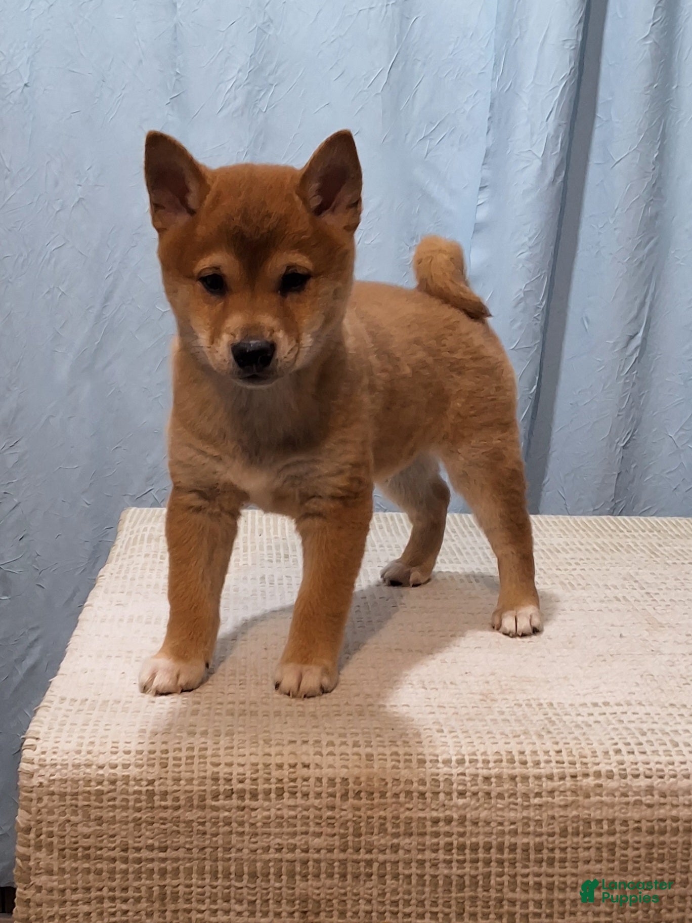 Shiba Inu dogs Tex - Ad 1