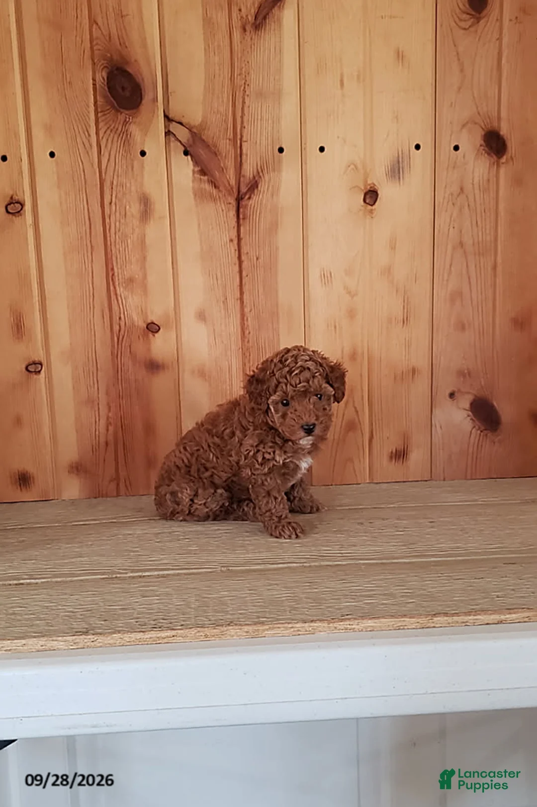 Toy Poodle dogs for sale: Polly - Ad 2