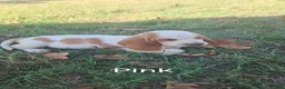 Basset Hound dogs for sale: Basset Hound-Pink - Ad 2