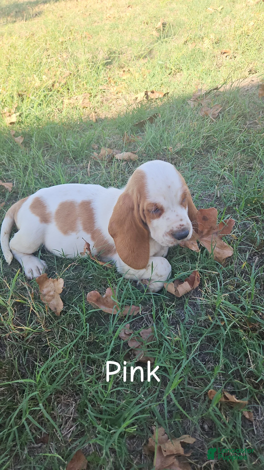 Basset Hound dogs for sale: Basset Hound-Pink - Ad 2