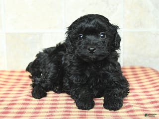 Yorkiepoo dogs for sale: Eva - Ad 3