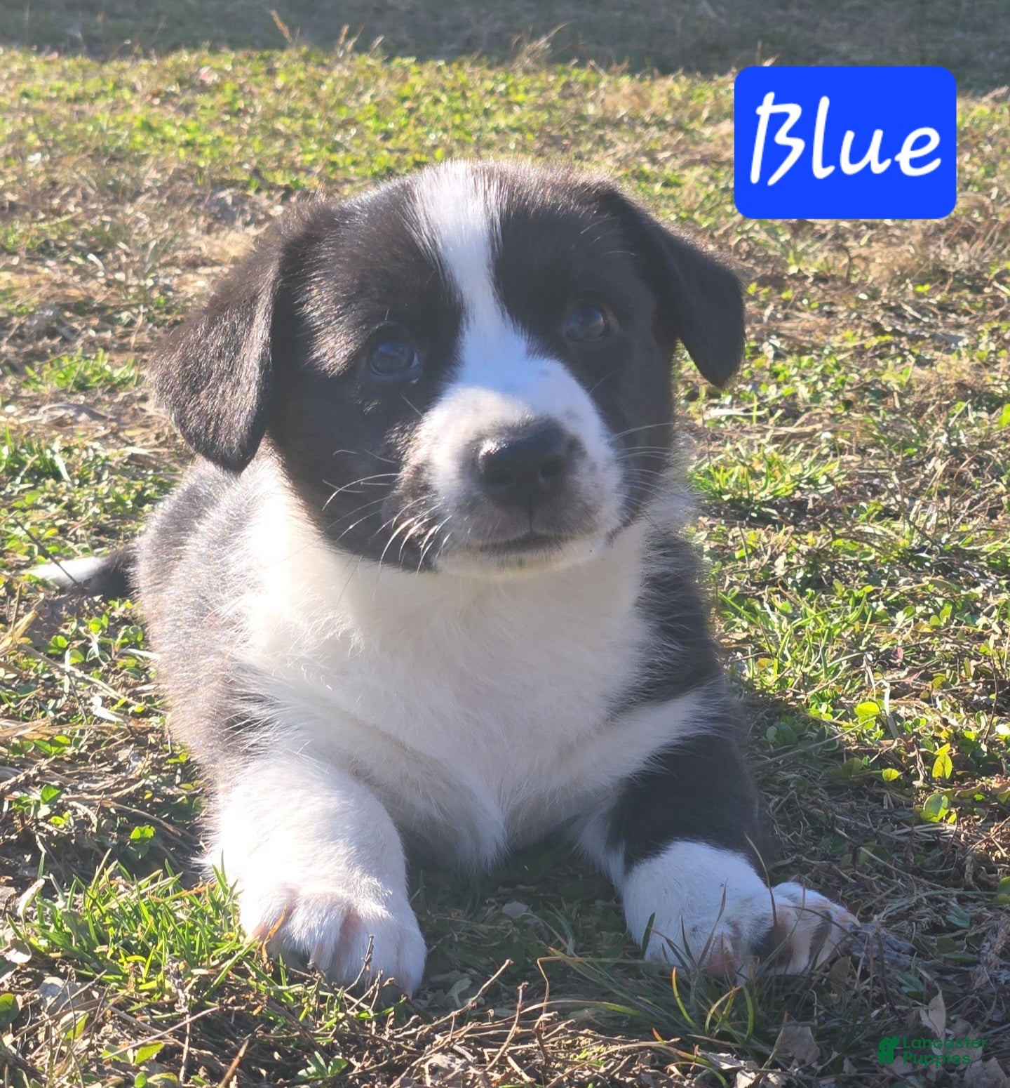 Welsh Corgi Cardigan dogs Welsh Corgi Cardigan Puppy 2 - Ad 1