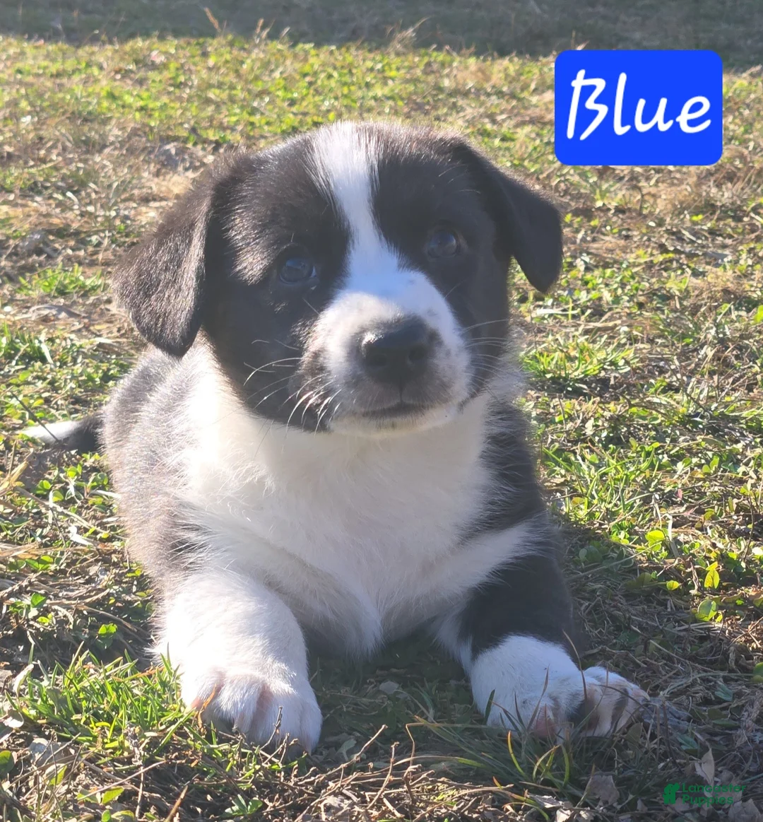 Welsh Corgi Cardigan dogs for sale: Welsh Corgi Cardigan Puppy 2 - Ad 1