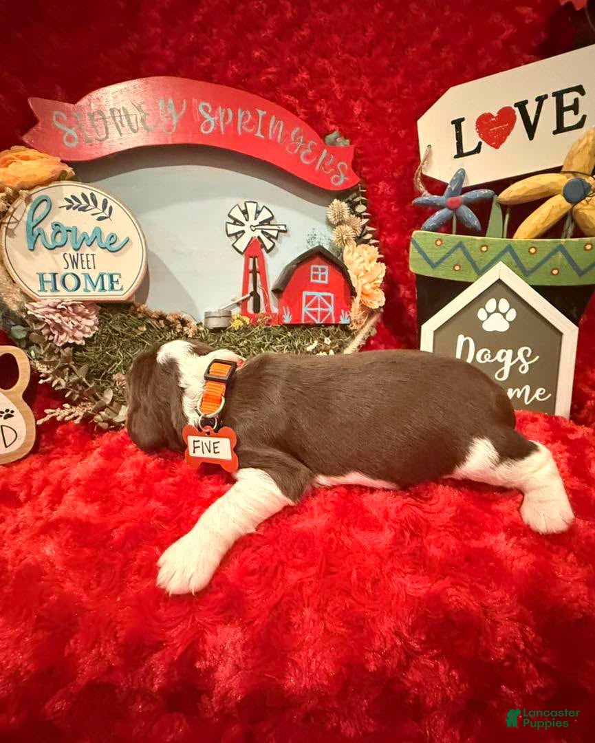 English Springer Spaniel dogs for sale: Orange collar - Ad 1