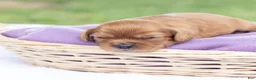 Cavalier King Charles Spaniel dogs for sale: Porky - Ad 5
