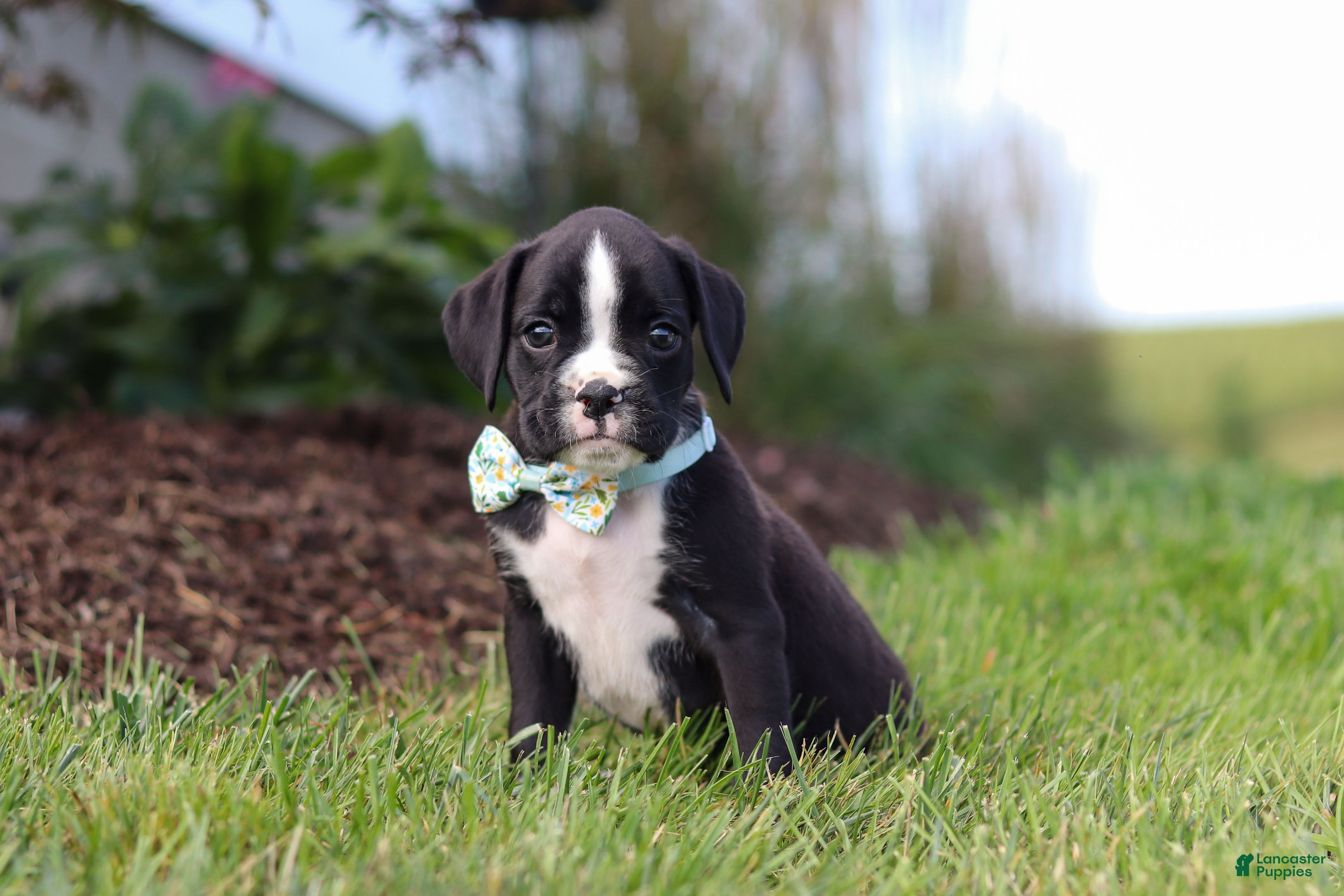 Boxer dogs Lance - Ad 1