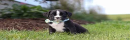 Boxer dogs for sale: Lance - Ad 3