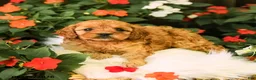 Cavapoo dogs for sale: Betsy - Ad 4