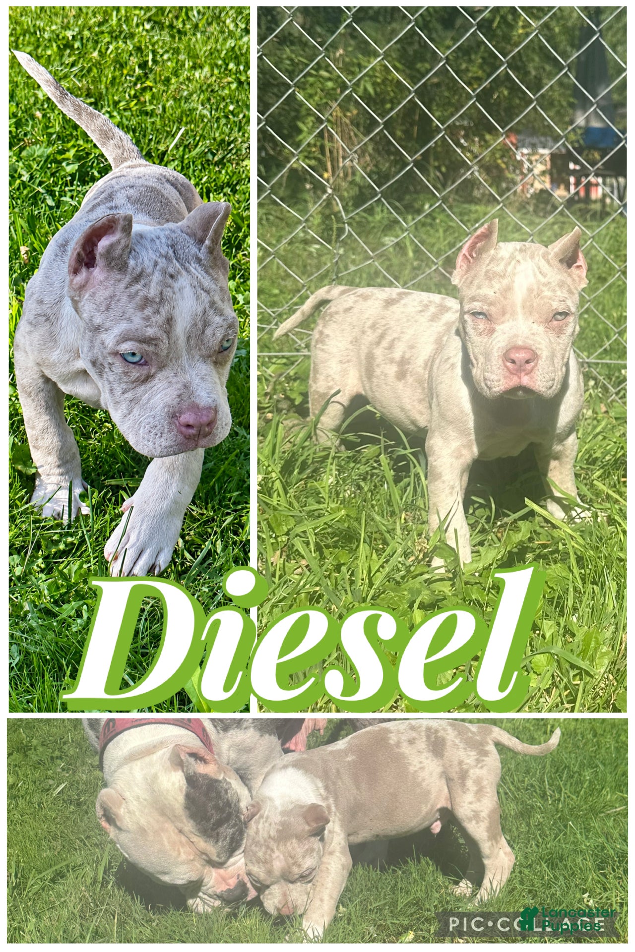 American Bully dogs Diesel - Ad 16