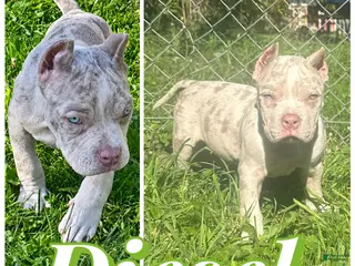 American Bully dogs Diesel - Ad 16