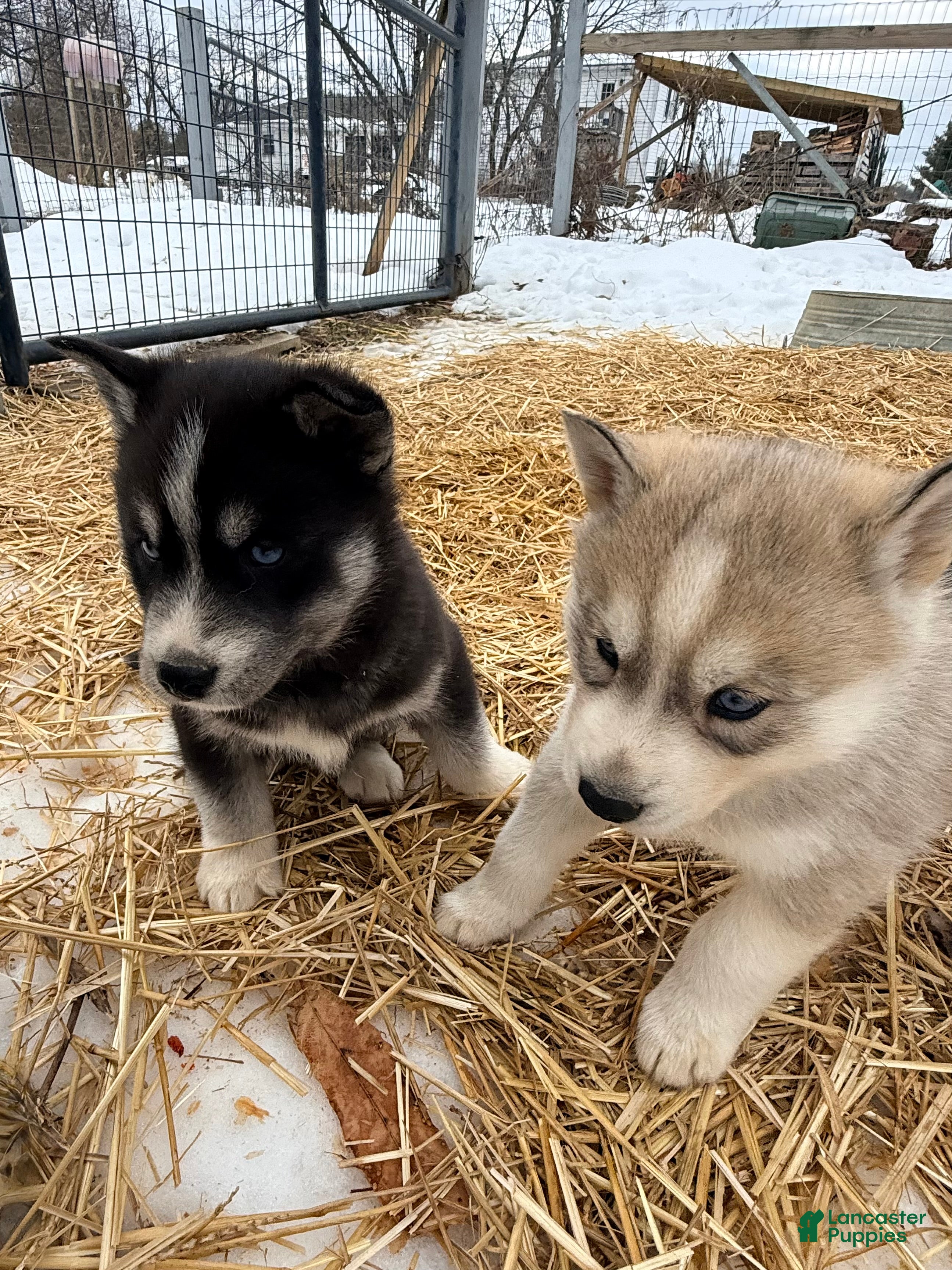 Siberian Husky dogs Storm - Ad 2