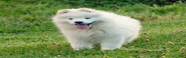 Samoyed Puppy 1