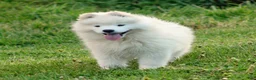 Samoyed dogs for sale: Samoyed Puppy 1 - Ad 1