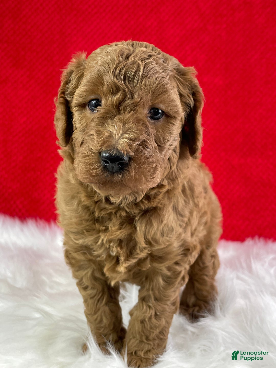 Mini Goldendoodle dogs for sale: Jack - Ad 3