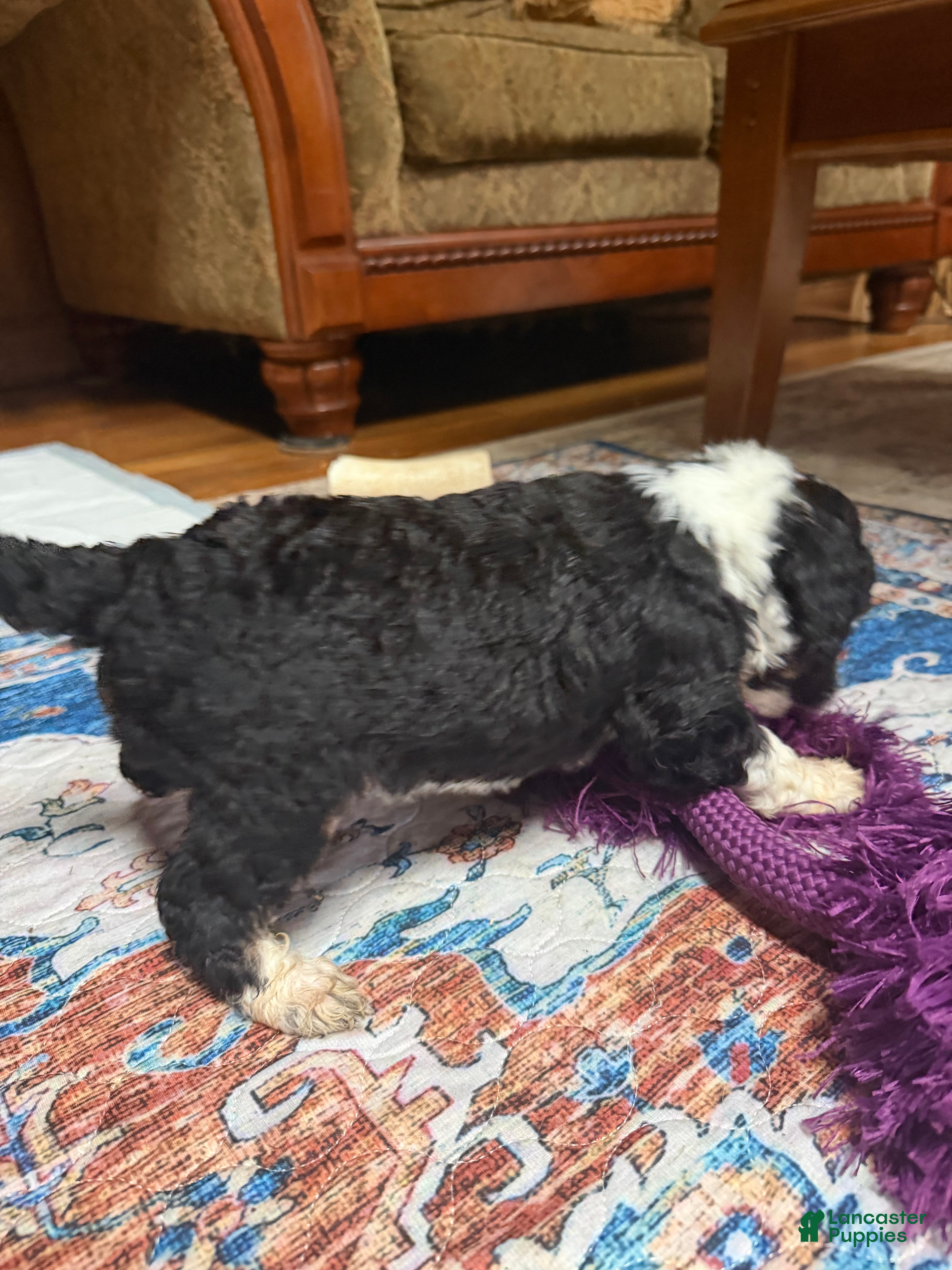 Aussiedoodle dogs Boston Rob - Ad 2