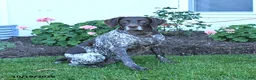 German Shorthaired Pointer dogs for sale: Calliber - Ad 3