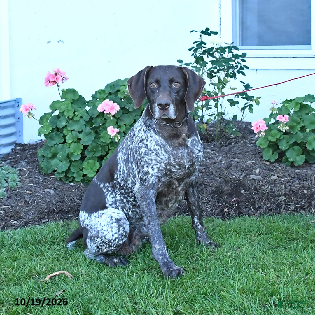 German Shorthaired Pointer dogs for sale: Calliber - Ad 3