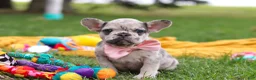 French Bulldog dogs for sale: Lottie - Ad 4